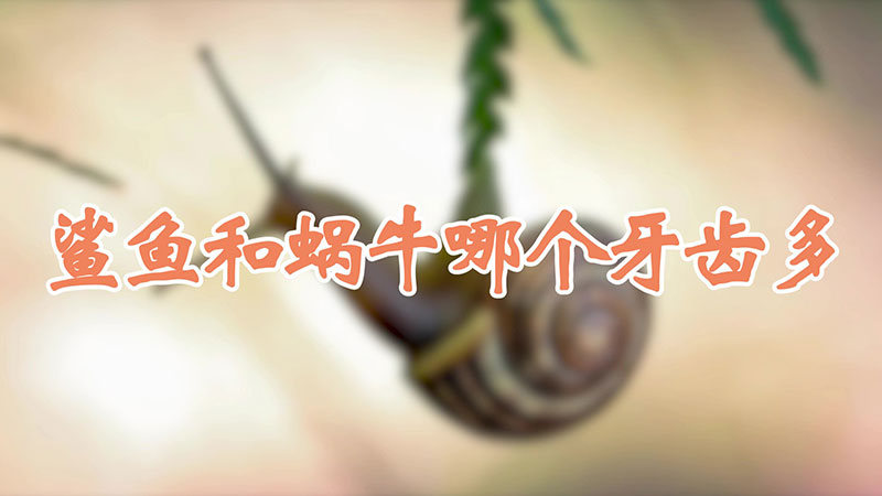 鲨鱼和蜗牛哪个牙齿多
