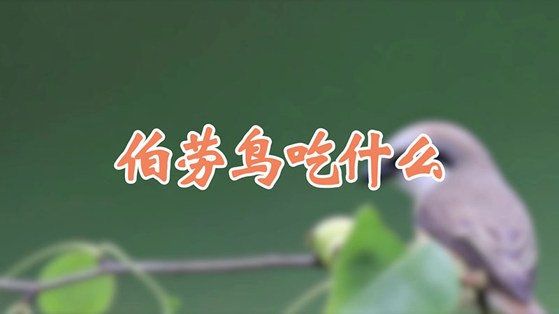 伯劳鸟吃什么