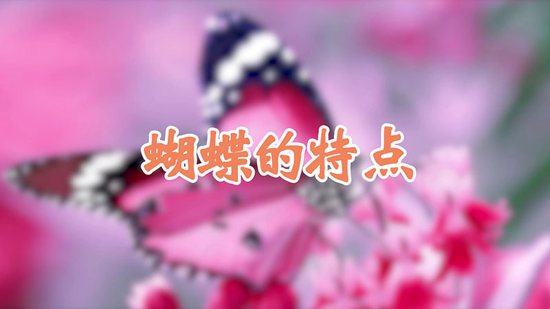 蝴蝶的特点