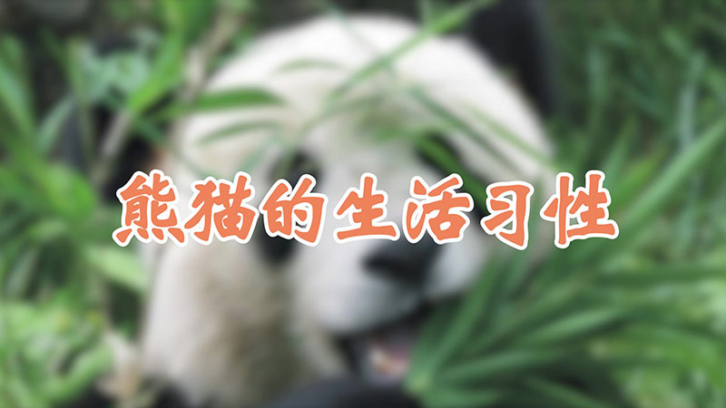 熊猫的生活习性