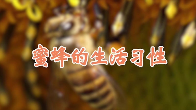蜜蜂的生活习性