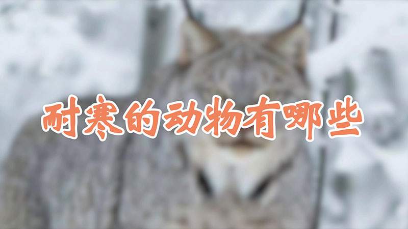 耐寒的动物有哪些