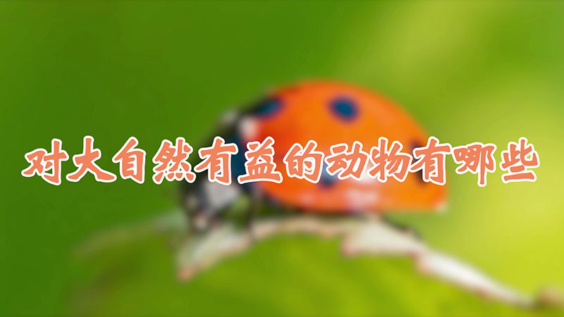 对大自然有益的动物有哪些