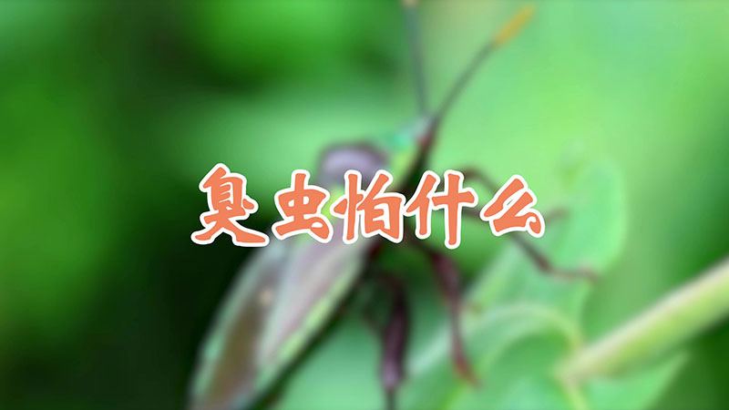 臭虫怕什么