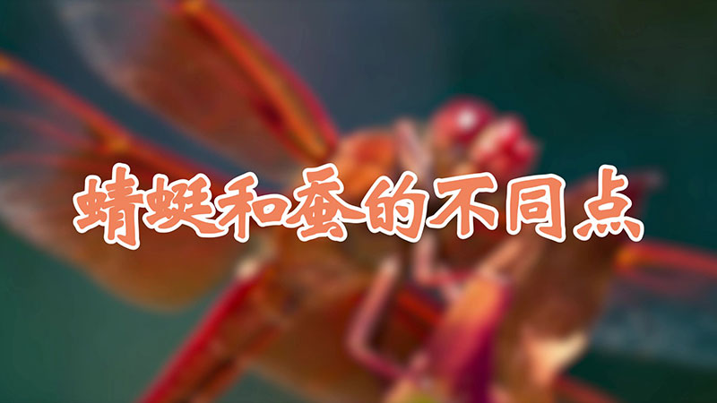 蜻蜓和蚕的不同点