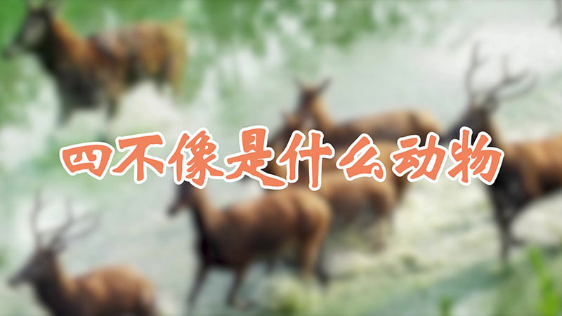 四不像是什么动物