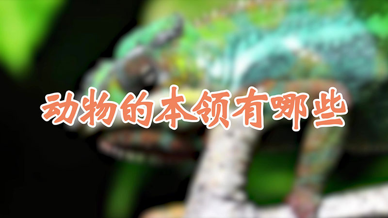 动物的本领有哪些