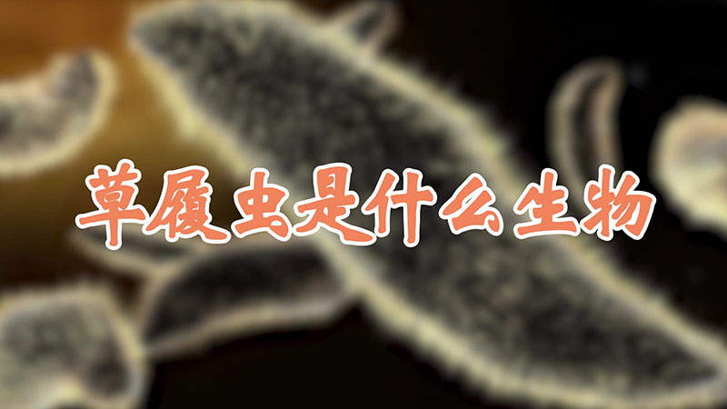 草履虫是什么生物