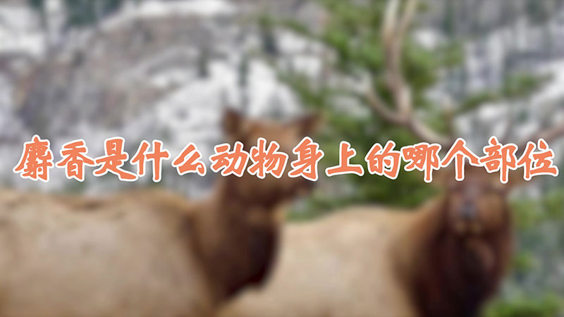 麝香是什么动物身上的哪个部位
