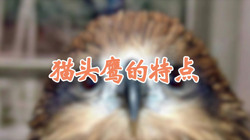 猫头鹰的特点