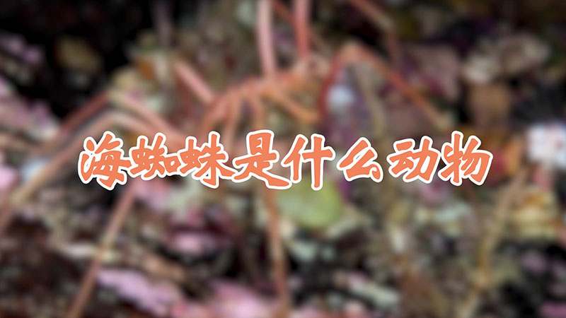 海蜘蛛是什么动物