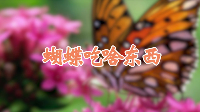 蝴蝶吃啥东西