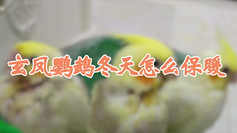 玄凤鹦鹉冬天怎么保暖