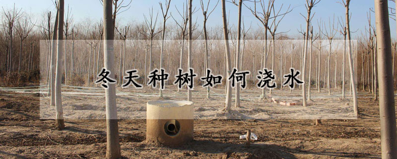 冬天种树如何浇水