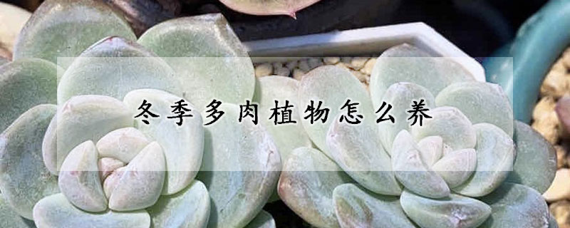 冬季多肉植物怎么养