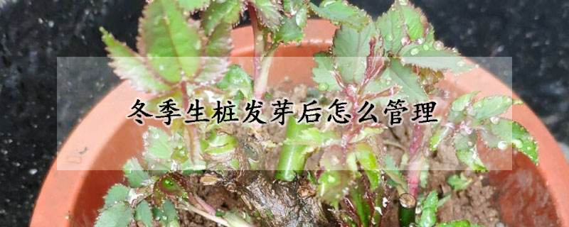 冬季生桩发芽后怎么管理