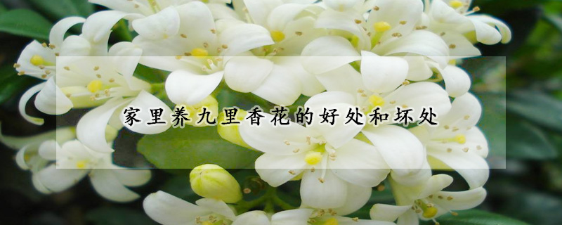 家里养九里香花的好处和坏处