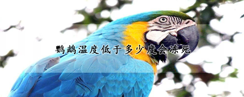 鹦鹉温度低于多少度会冻死