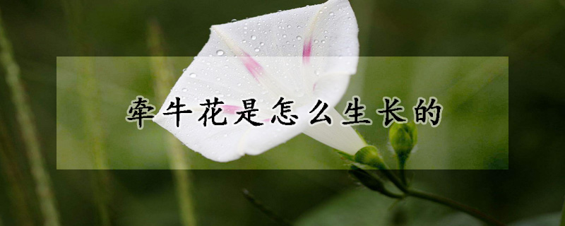 牵牛花是怎么生长的