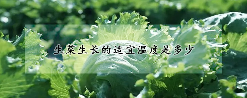 生菜生长的适宜温度是多少