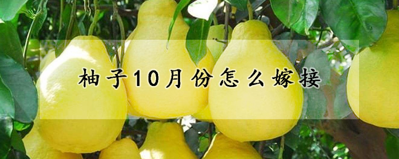 柚子10月份怎么嫁接