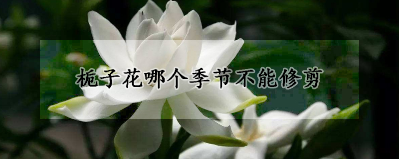 栀子花哪个季节不能修剪