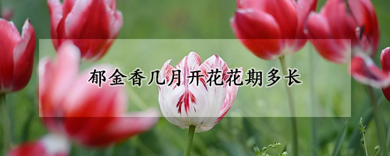 郁金香几月开花花期多长