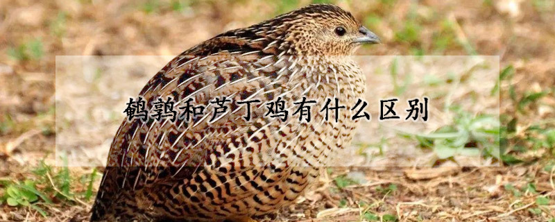 鹌鹑和芦丁鸡有什么区别