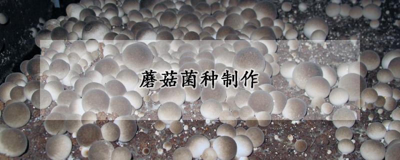 蘑菇菌种制作
