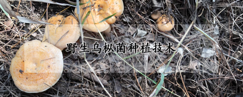 野生乌枞菌种植技术