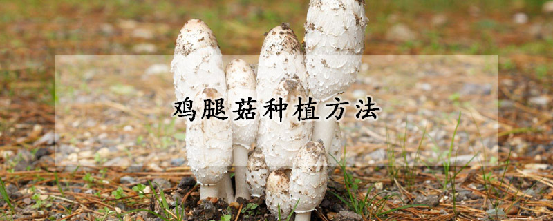 鸡腿菇种植方法