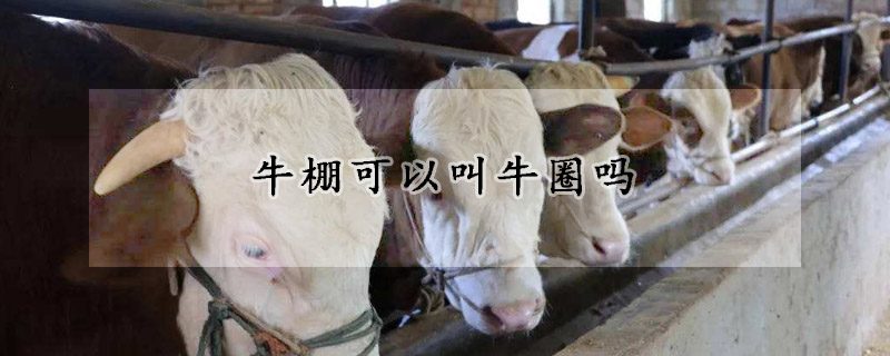 牛棚可以叫牛圈吗