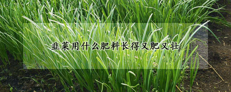 韭菜用什么肥料长得又肥又壮