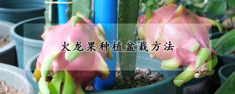 火龙果种植盆栽方法