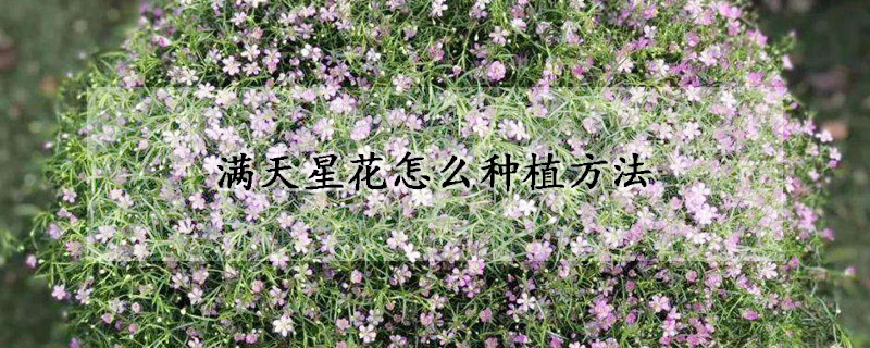 满天星花怎么种植方法