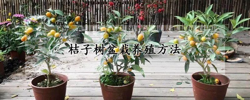 桔子树盆栽养殖方法