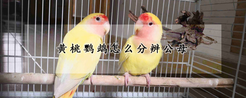 黄桃鹦鹉怎么分辨公母
