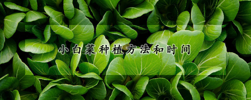 小白菜种植方法和时间