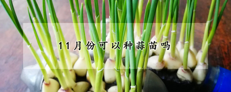 11月份可以种蒜苗吗