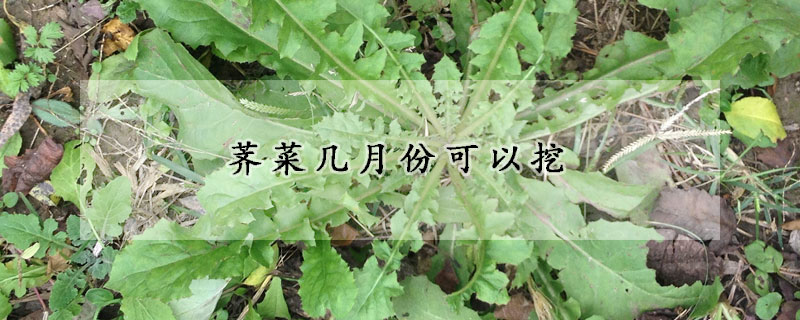 荠菜几月份可以挖