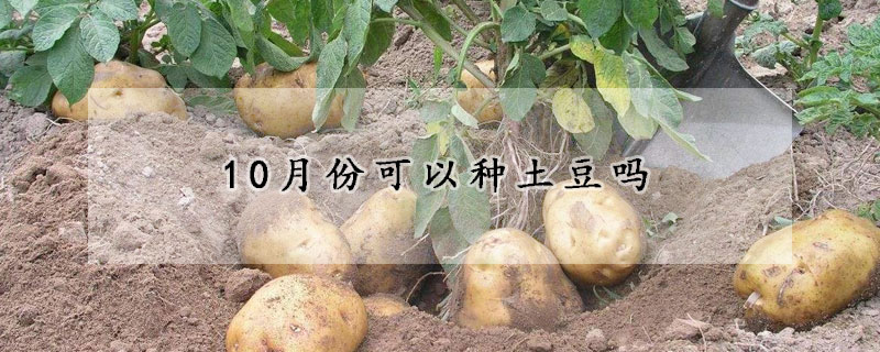 10月份可以种土豆吗