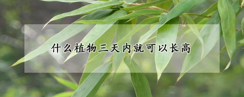 什么植物三天内就可以长高