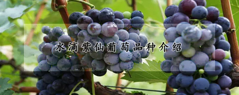 水滴紫仙葡萄品种介绍