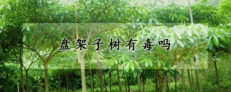 盘架子树有毒吗