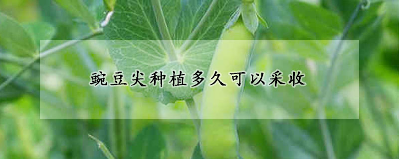 豌豆尖种植多久可以采收