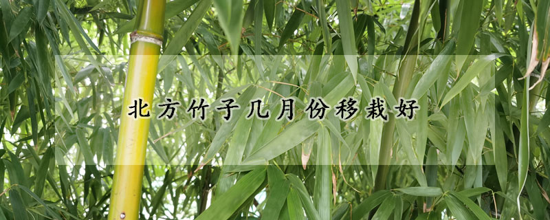 北方竹子几月份移栽好