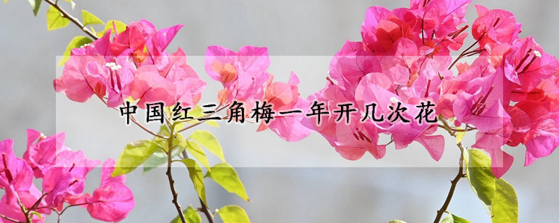 中国红三角梅一年开几次花