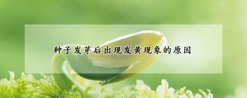 种子发芽后出现发黄现象的原因