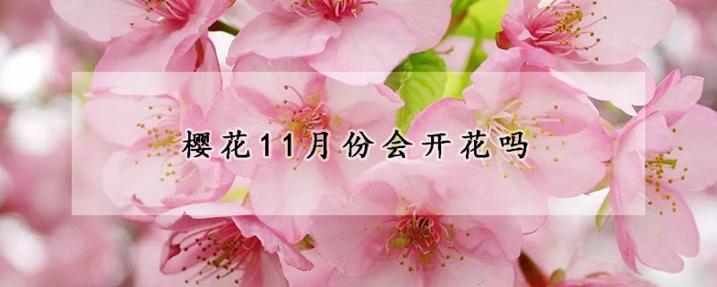 樱花11月份会开花吗