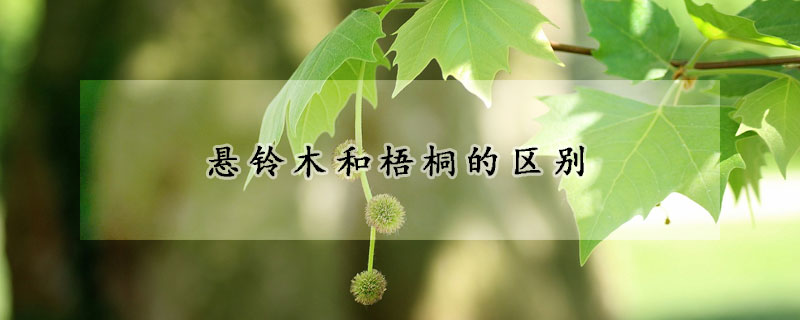 悬铃木和梧桐的区别